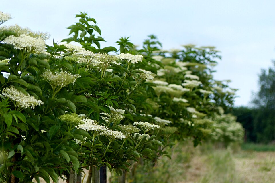 Flower white spring elderberries