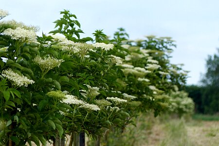 Flower white spring elderberries