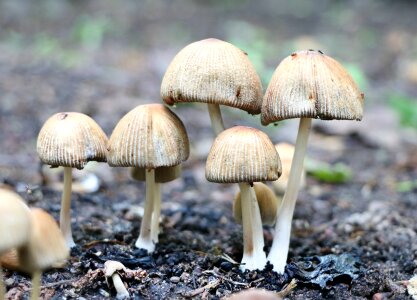 Poisonous mushrooms amanita mycelium photo