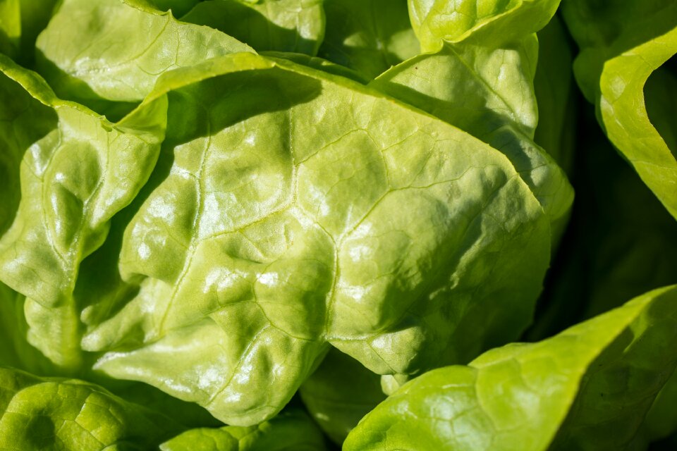 Lettuce lettuce leaves nature