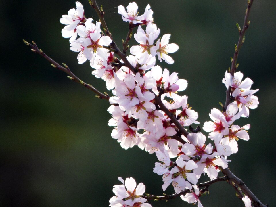 Flowery branch florir beauty
