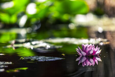 Lily pond flower photo