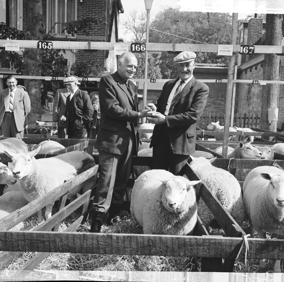 Hoge prijs voor een ramlam op Texel, Bestanddeelnr 914-2720