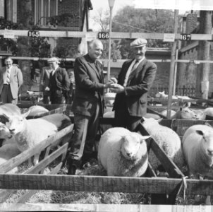 Hoge prijs voor een ramlam op Texel, Bestanddeelnr 914-2720