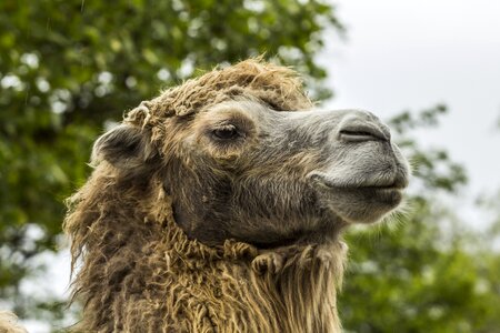 Dromedary desert nature