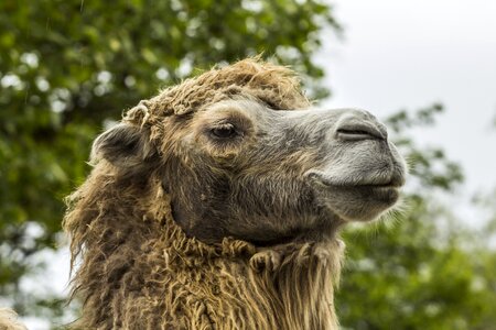 Dromedary desert nature photo