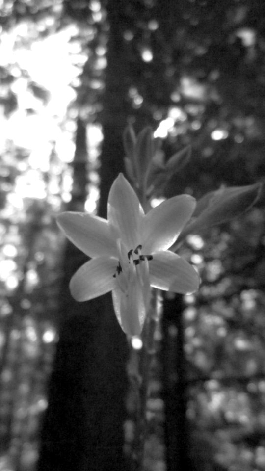 Hosta Bloom