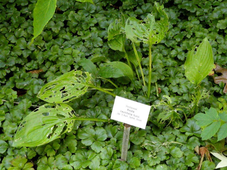 Hosta rectifolia - Botanischer Garten, Frankfurt am Main - DSC03283
