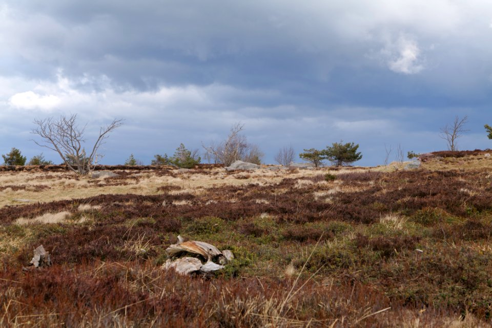 Hornisgrinde bog 2020-03-14 23