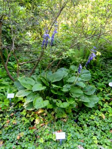 Hosta kiyosumiensis - Botanischer Garten, Frankfurt am Main - DSC03352