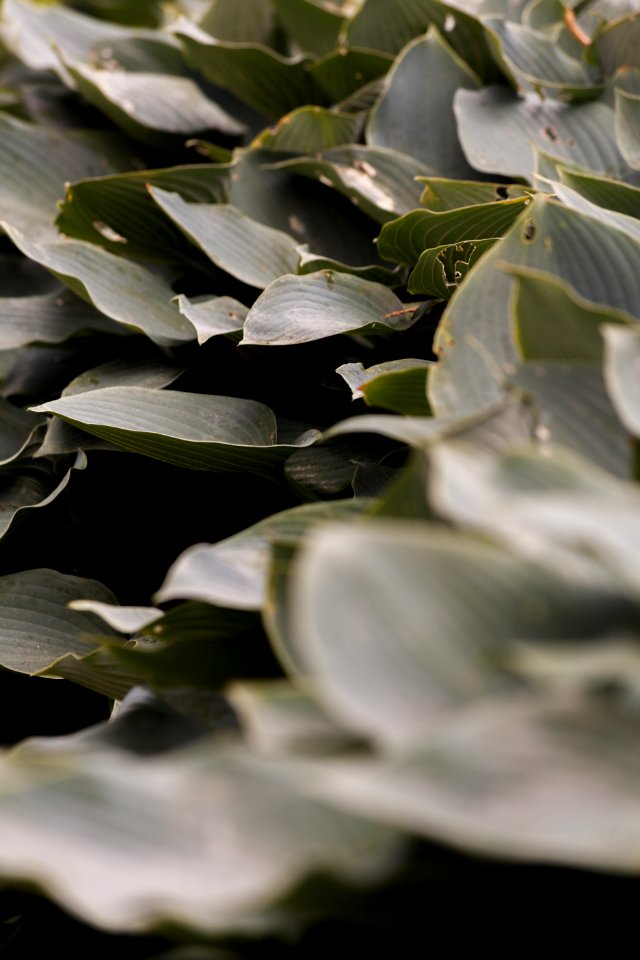 Hosta hybrid, Royal Botanic Garden Edinburgh, Scotland, GB, IMG 3783 edit