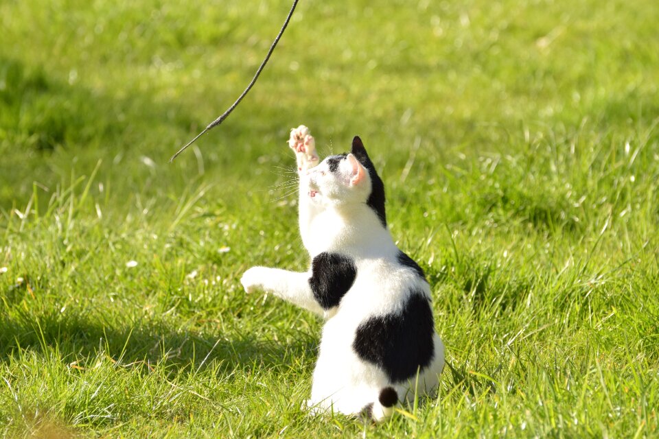 Pet animal sweet
