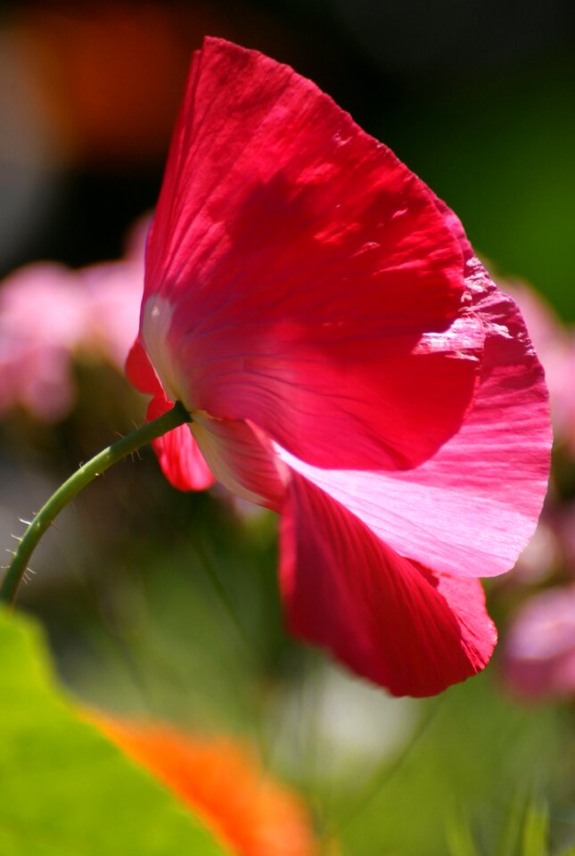 Meadow nature poppy flower