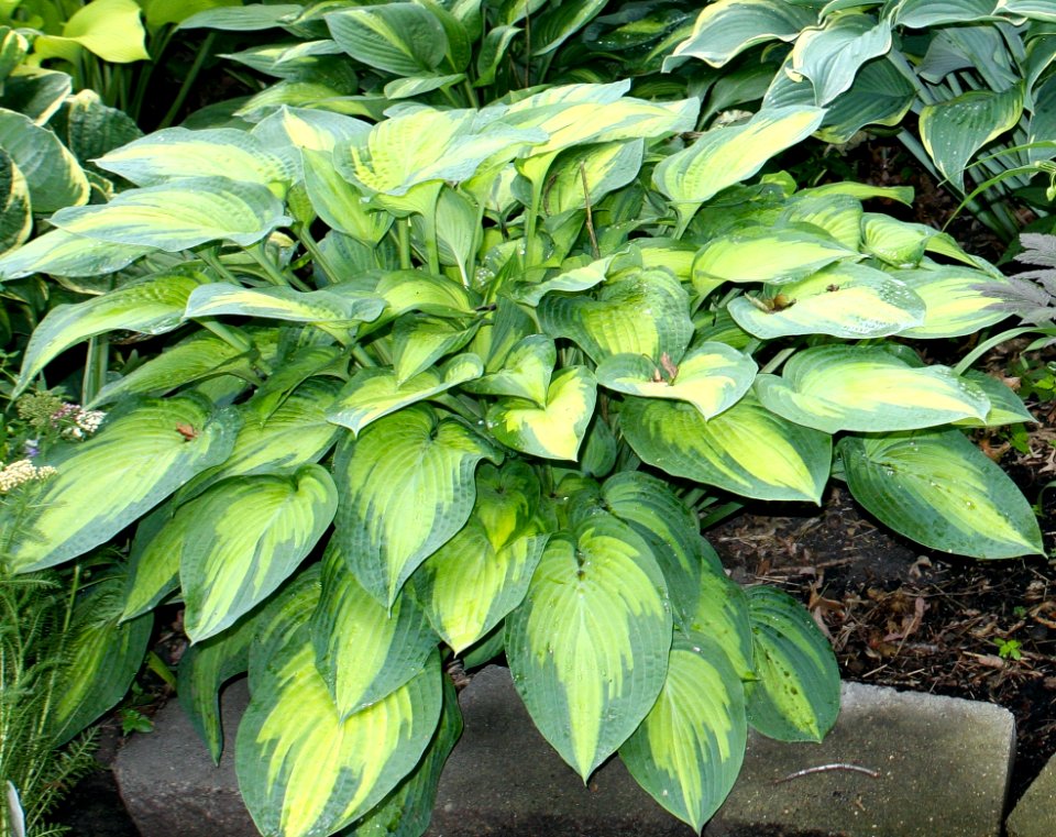 Hosta Pauls Glory