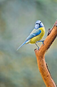 Bird songbirds garden