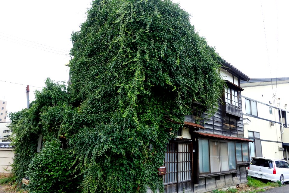 House - Morioka, Iwate - DSC04169