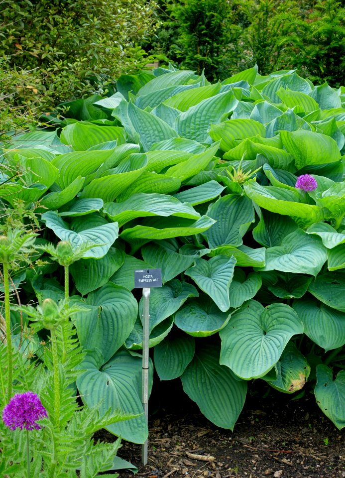 Hosta 'Empress Wu' - Hillier Gardens - Romsey, Hampshire, England - DSC04557