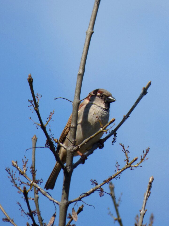 Bird pardal lookout