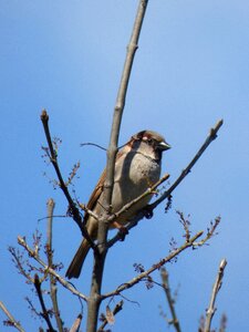 Bird pardal lookout
