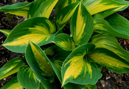 Hosta remember me