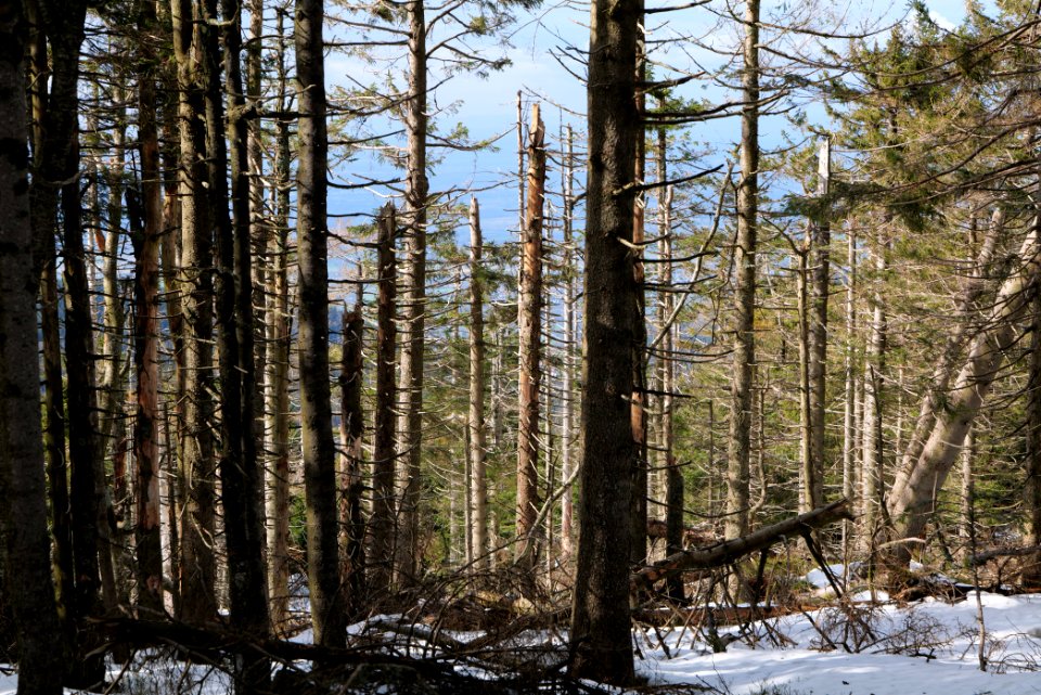 Hornisgrinde 2020-03-14 03