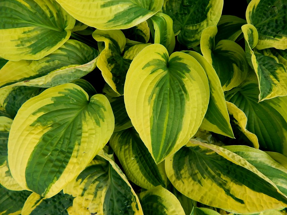 Hosta Cadillac June 1017