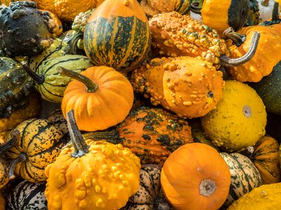 Autumn decoration vegetables pumpkins autumn photo