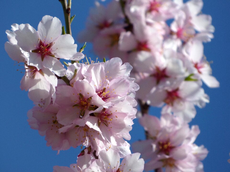 Flowers florir sky
