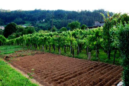 Horta e viño de Betanzos