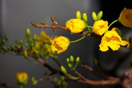 Apricot blossom flower