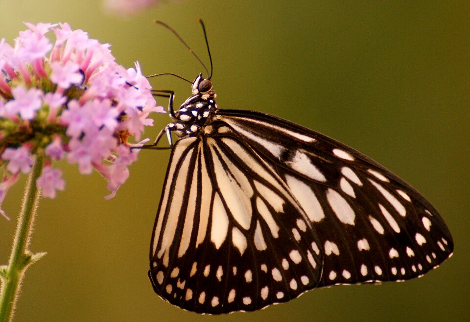 Exotic insect close up