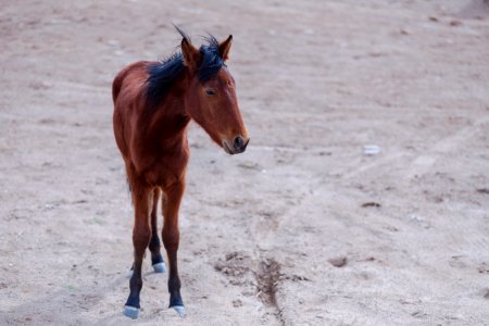 Horses in Iran - Kavir National Park 14