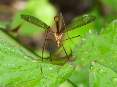 Insect leaves moisture