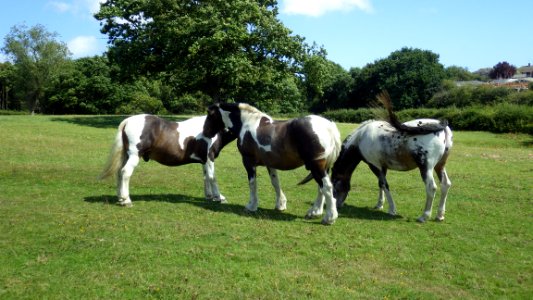 Horses in field, Upper Worsham Farm, Bexhill-on-Sea