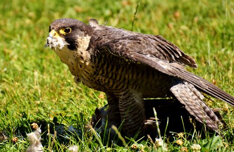 Raptor bird of prey animal