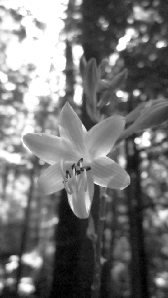 Hosta Flower