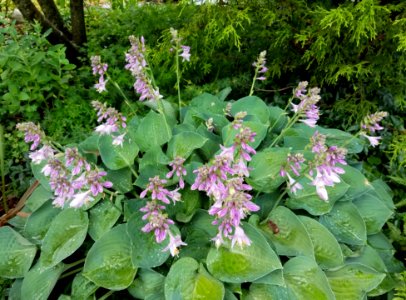 Hosta - Arlington, MA - 01