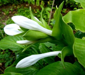 Hosta plantaginea
