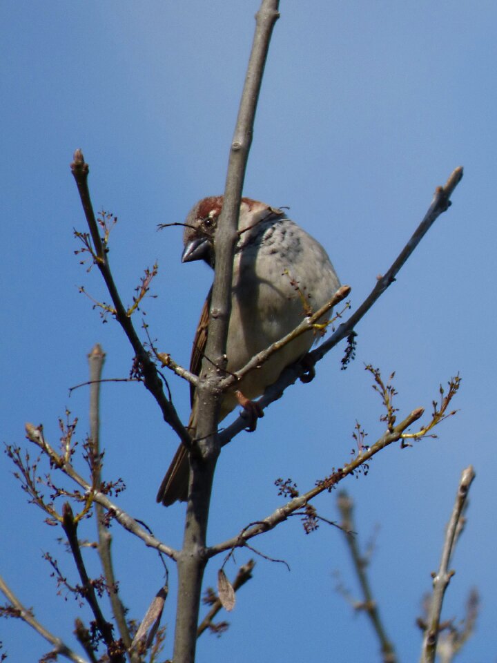 Bird pardal lookout
