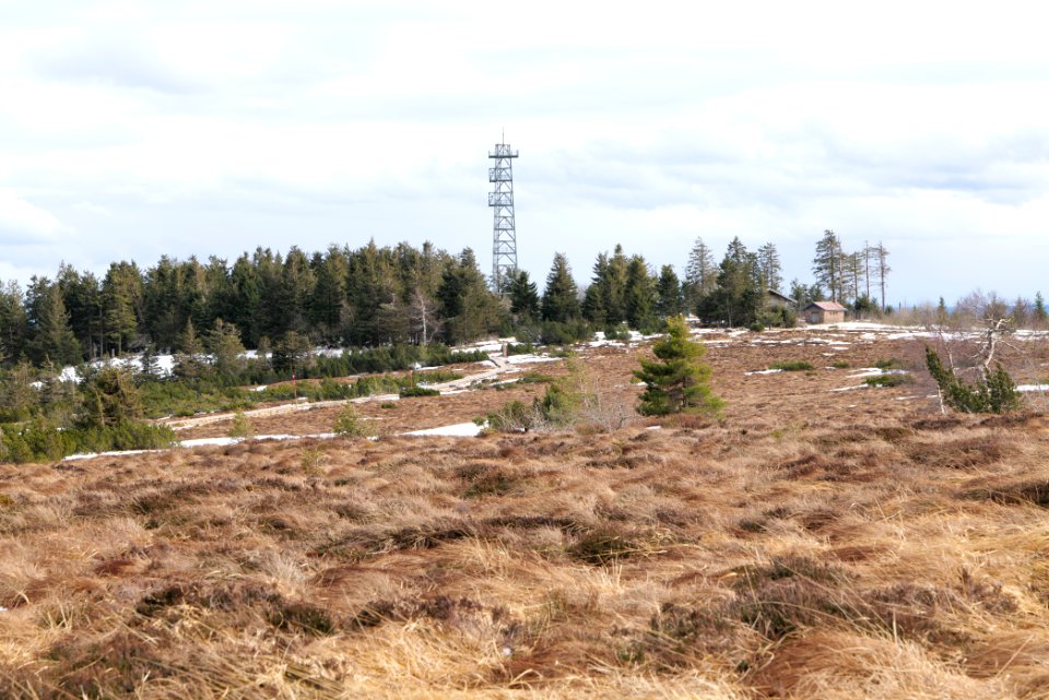 Hornisgrinde bog 2020-03-14 12