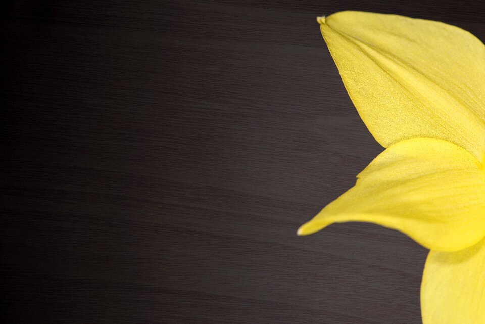 Petals yellow close up