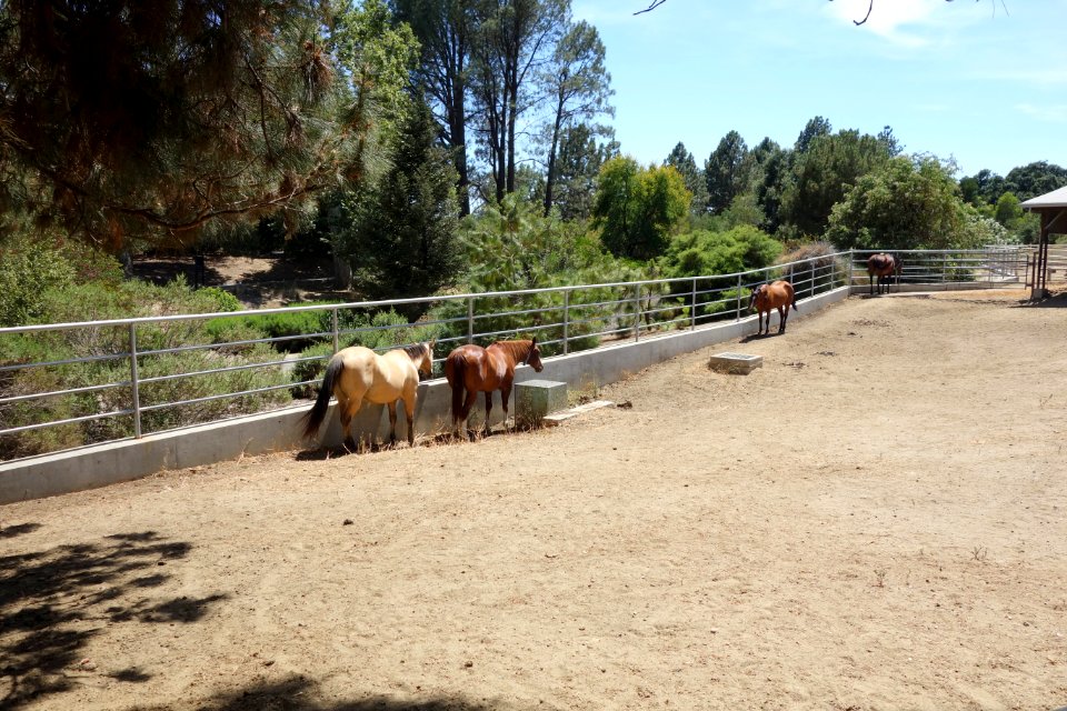 Horses - University of California, Davis - DSC03369
