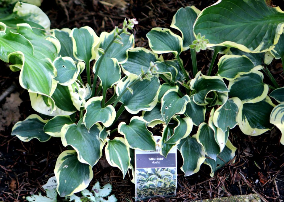 Hosta mini skirt