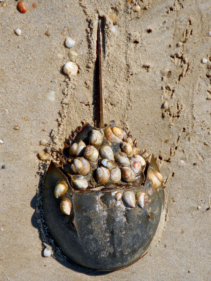 Horseshoe crab with shells 2