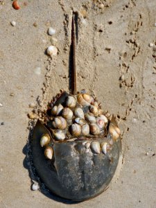 Horseshoe crab with shells 2