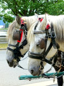 Horses - Stanley Park, Vancouver, Canada - DSC09752