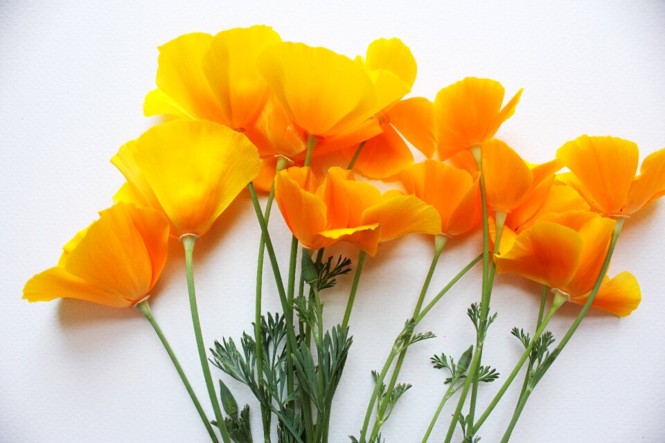 Orange usa natural