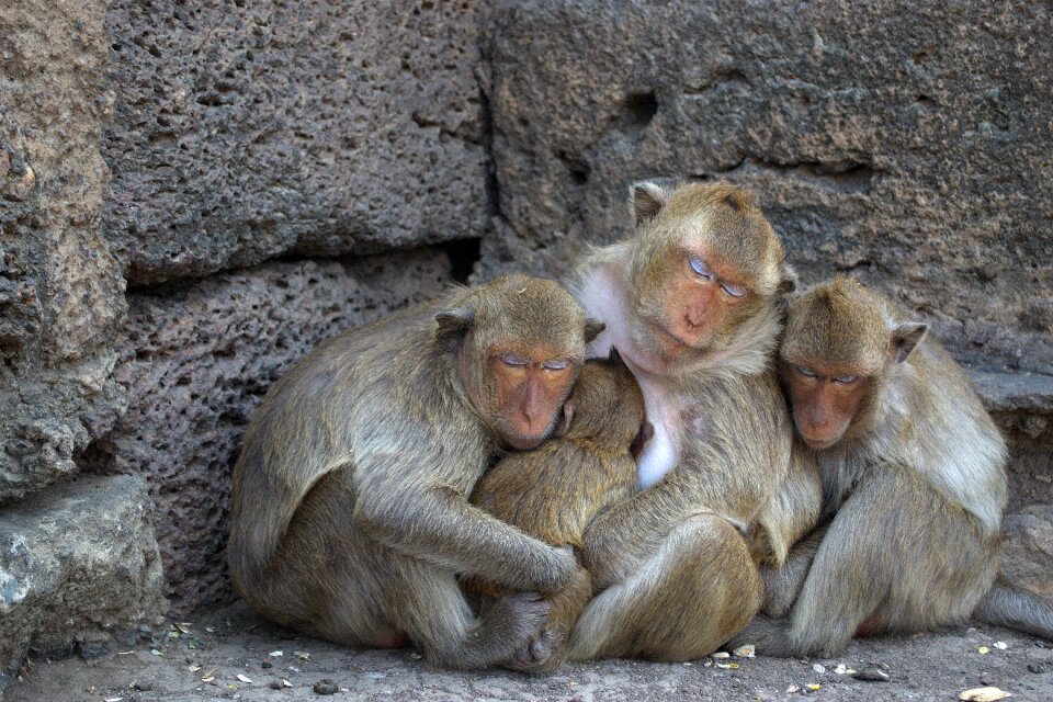 Macaque sculpture tourist attraction