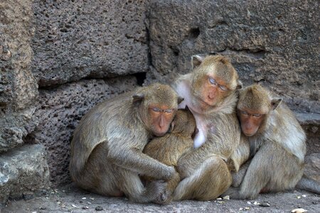 Macaque sculpture tourist attraction photo