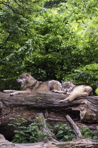 European wolves canis lupus predator photo